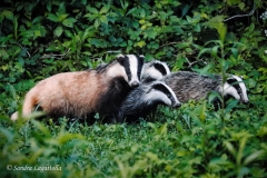 Tasso - Dachs 12.06.2019 Tasso - Dachs 12.06.2019