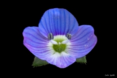 Veronica / Occhi della Madonna / Ehrenpreis Veronica / Occhi della Madonna / Ehrenpreis