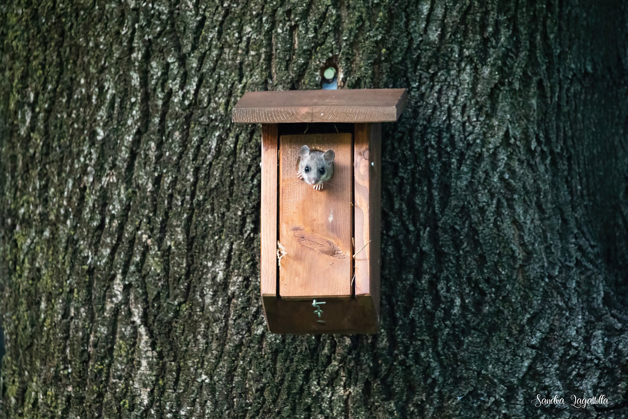 Ghiro / Siebenschläfer