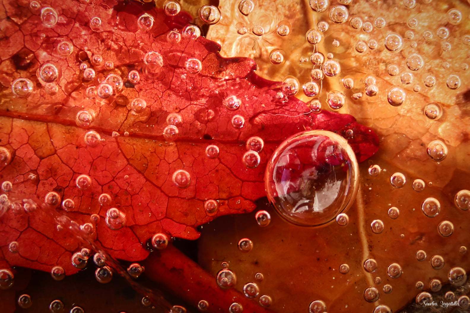 Foglie sotto ghiaccio