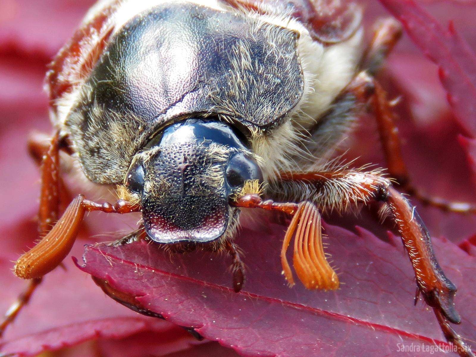 Maggiolino / Maikäfer