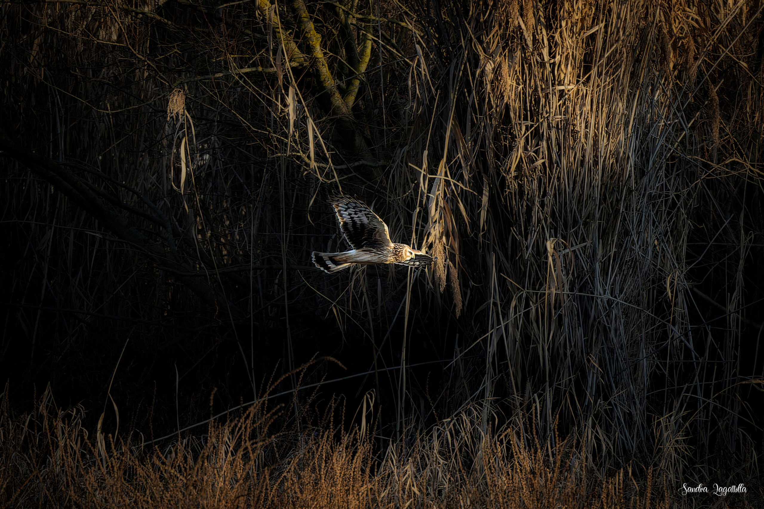 Albanella reale alle Bolle