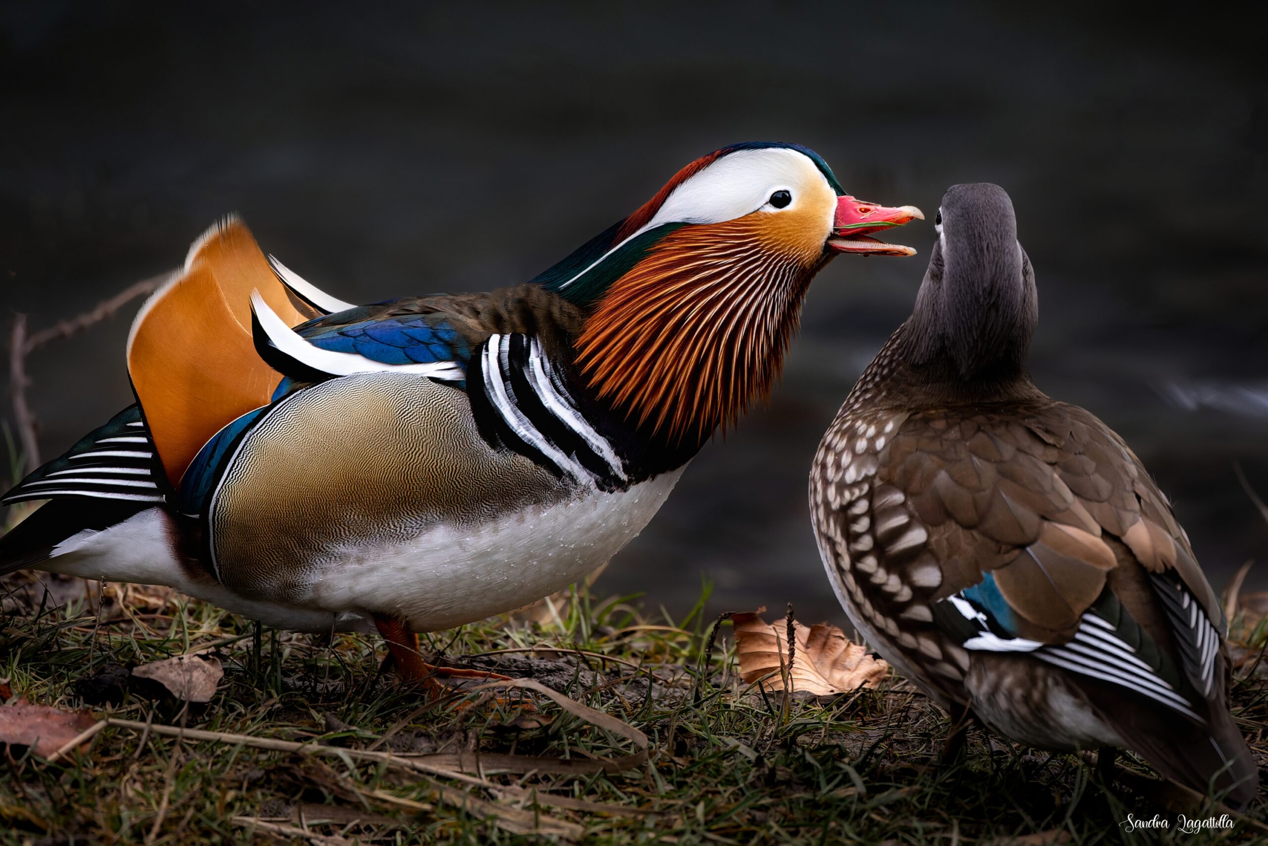 Anatra mandarina / Mandarinente