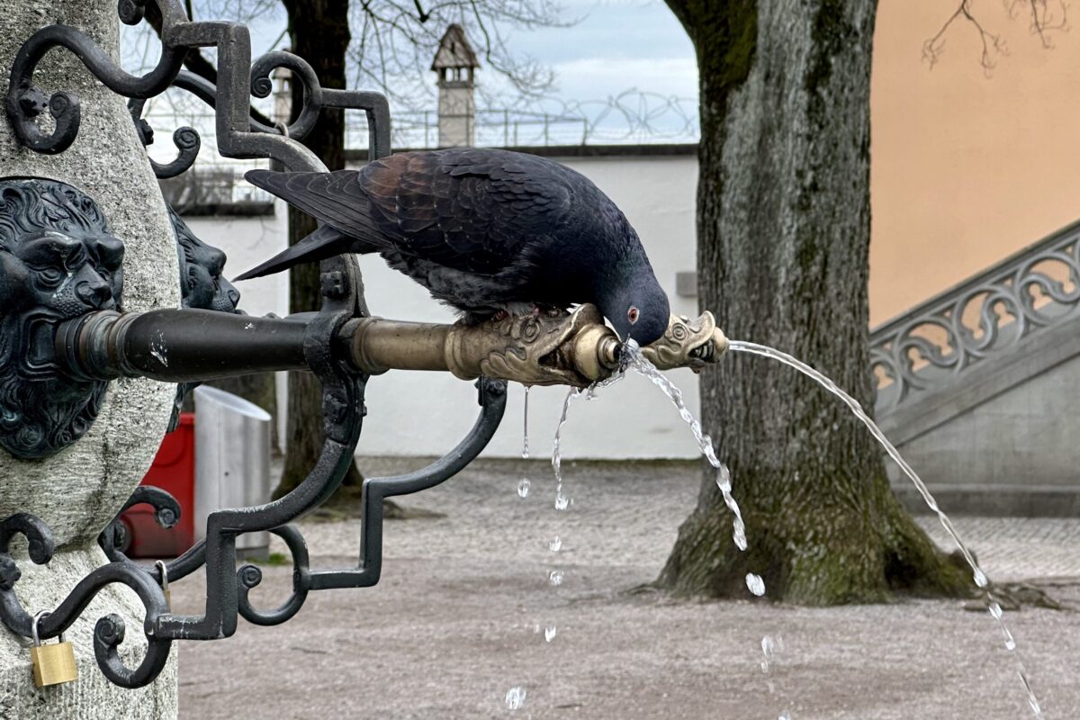 Piccione / Taube