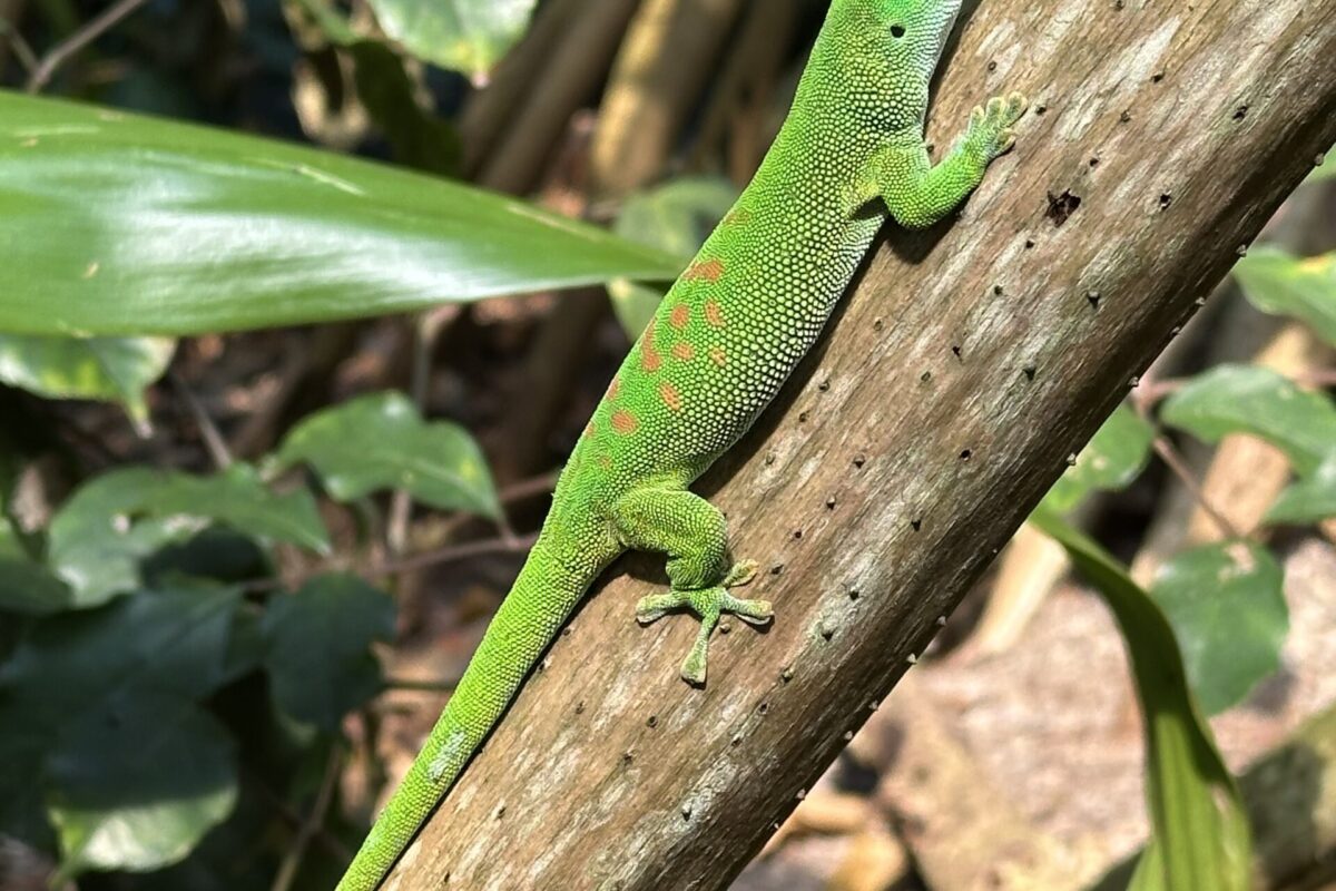 Gecko